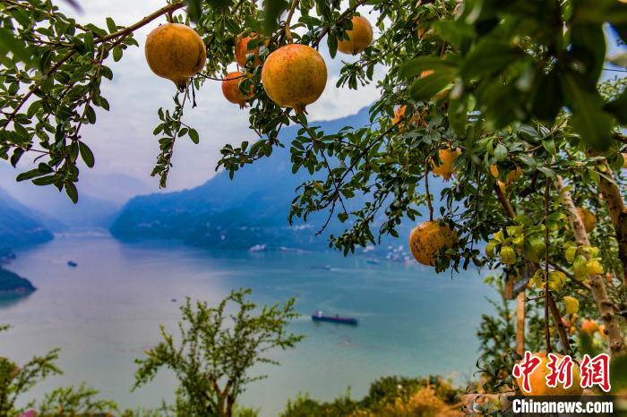 長(zhǎng)江村で、豊作となったザクロ（撮影?鄭家裕）。