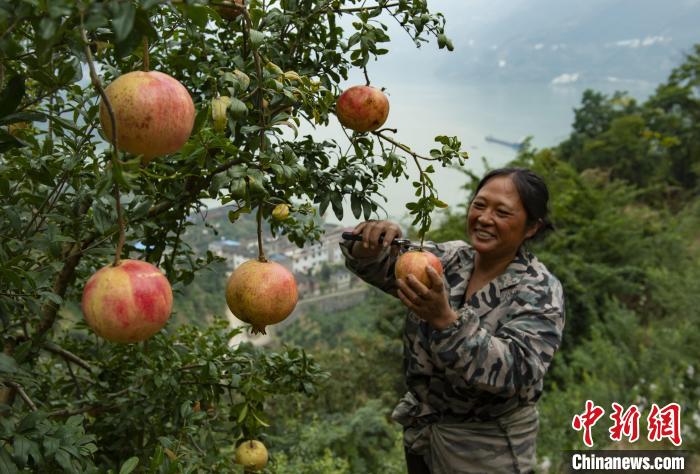 かつての土砂崩れ現(xiàn)場をザクロ園に　湖北省秭帰