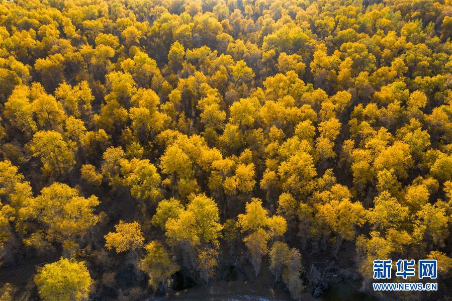 見頃を迎えた中國最大のコトカケヤナギの林　新疆