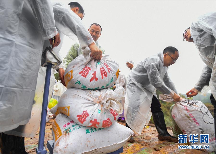 第3世代ハイブリッド稲、二期作が1ムーあたり1500キロ超