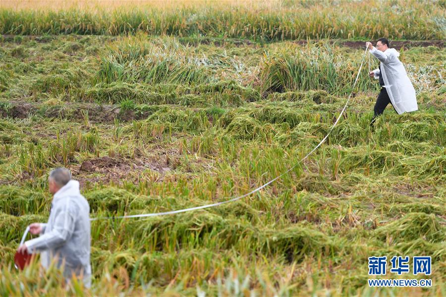 第3世代ハイブリッド稲、二期作が1ムーあたり1500キロ超