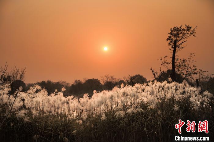 西渓に広がる「秋蘆飛雪」の風景　浙江省杭州