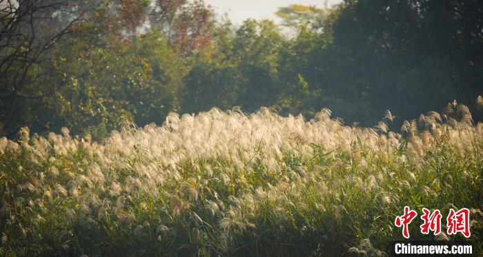 西渓に広がる「秋蘆飛雪」の風(fēng)景　浙江省杭州