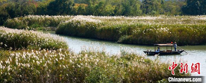 西渓に広がる「秋蘆飛雪」の風(fēng)景　浙江省杭州
