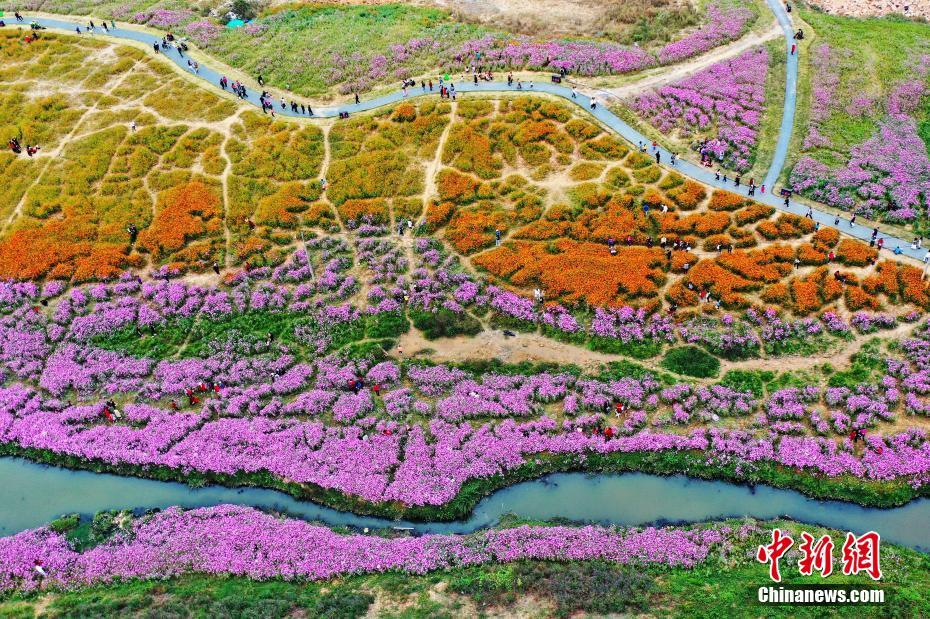 上空から撮影した江西南昌馬蘭花海公園（撮影?劉昆占）。