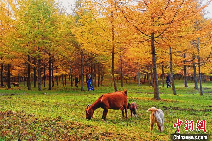 ロマンチックな紅葉シーズン到來　秋色に染まる四川省曽家山