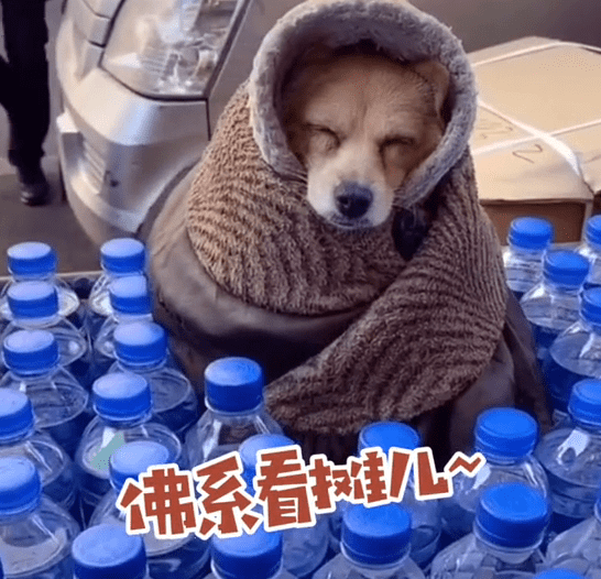 綿入れ姿で店番するワンちゃん登場(chǎng)　吉林省