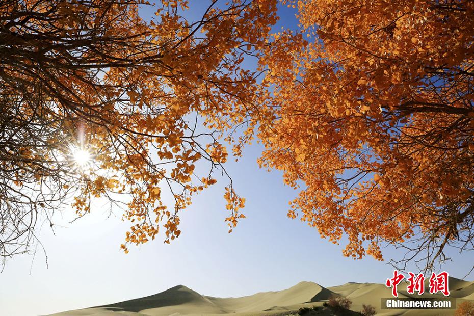 中國(guó)最大の砂漠に広がる天然コトカケヤナギ林が黃金色に