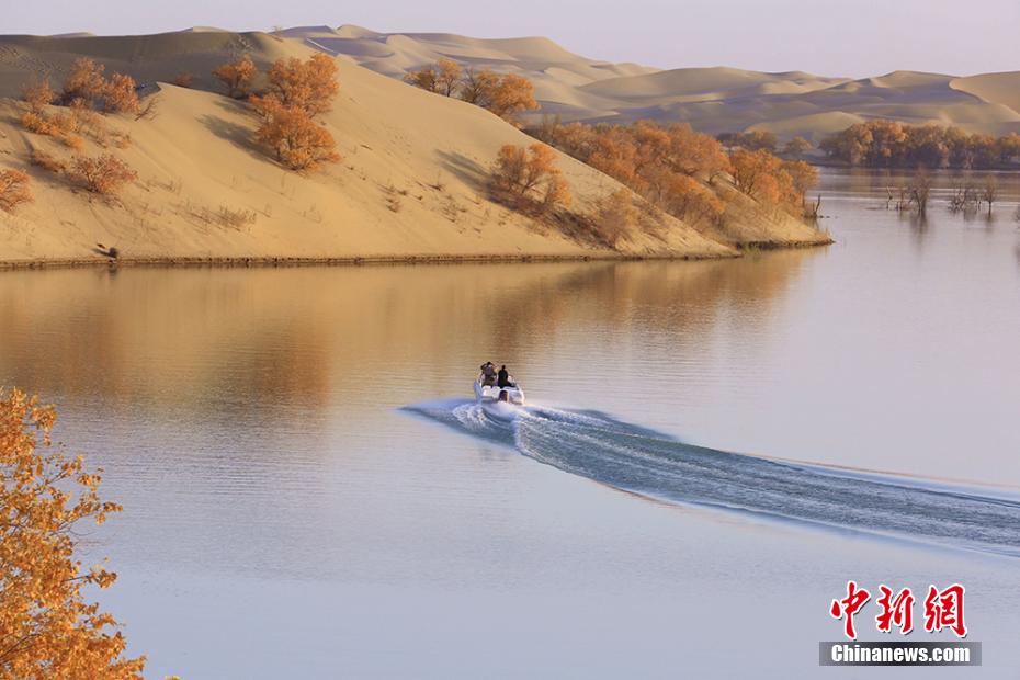 中國(guó)最大の砂漠に広がる天然コトカケヤナギ林が黃金色に
