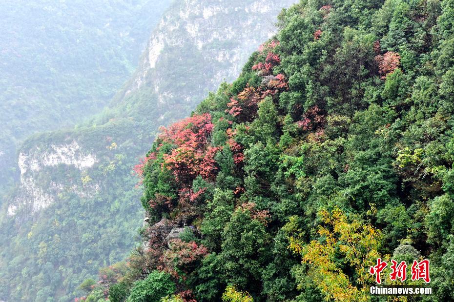紅葉に染まりゆく長江両岸　重慶市巫峽