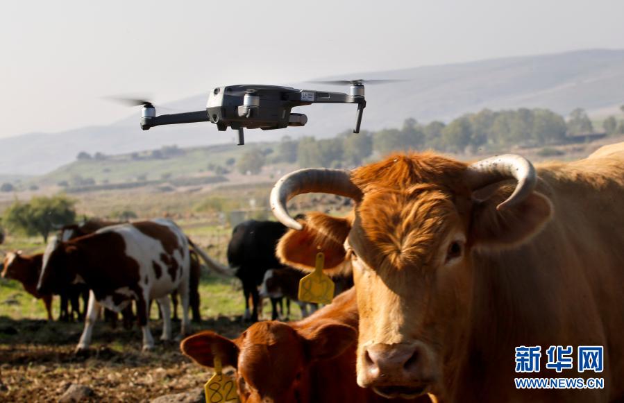 1000頭の牛を追う放牧ドローン