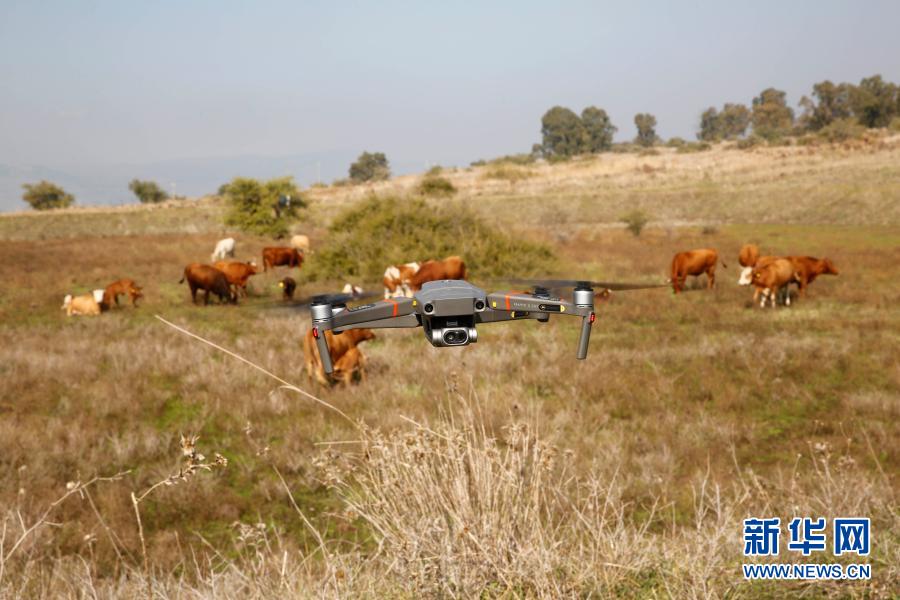 1000頭の牛を追う放牧ドローン