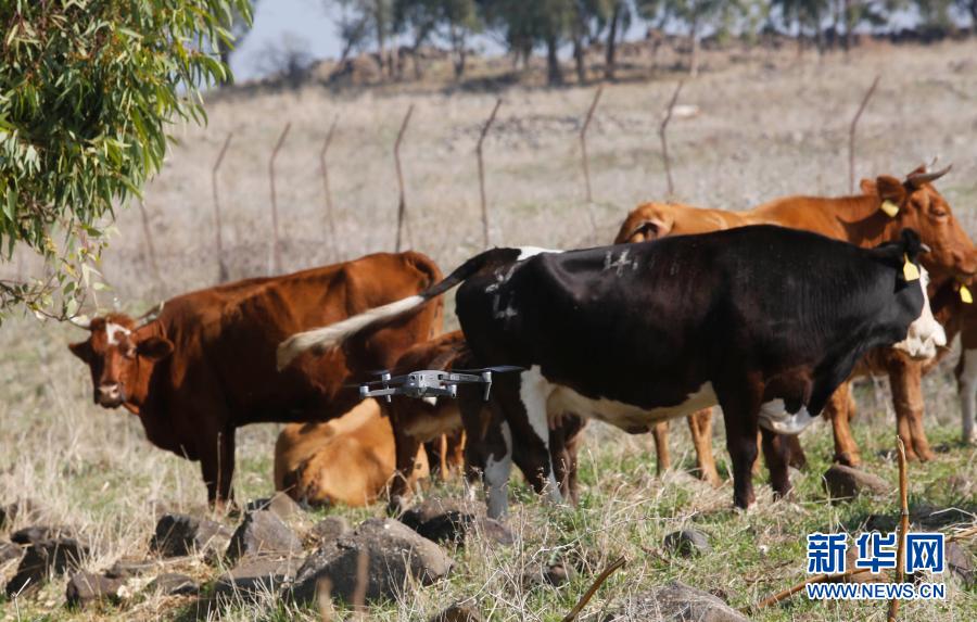 1000頭の牛を追う放牧ドローン