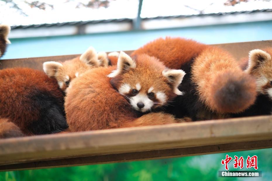 江南にも寒波、身を寄せ合って暖を取る動物たちの「可愛い姿」　江蘇省