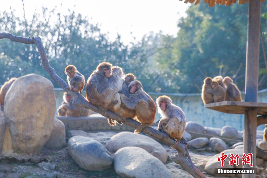 江南にも寒波、身を寄せ合って暖を取る動(dòng)物たちの「可愛(ài)い姿」　江蘇省