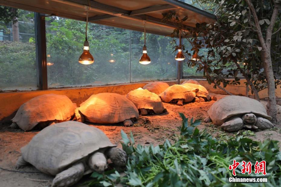 ヒートランプウォーマーの下で眠るケヅメリクガメ（撮影?陳怡婷）。