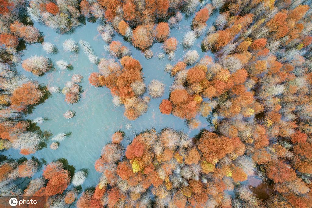 11月22日、上空から撮影した、安徽省寧國(guó)市方塘郷青竜灣ダムのセコイア林（寫(xiě)真著作権は東方ICが所有のため転載禁止）。