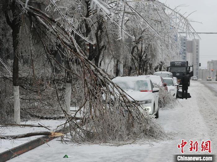 凍雨と激しい雪に見(jiàn)舞われ、大量の樹(shù)木が折れたり、倒れたりして多くの自動(dòng)車(chē)を破損（撮影?劉棟）。