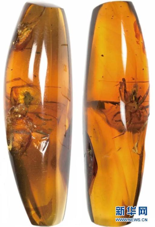 研究者が琥珀の中から新種のクモ2種類を発見