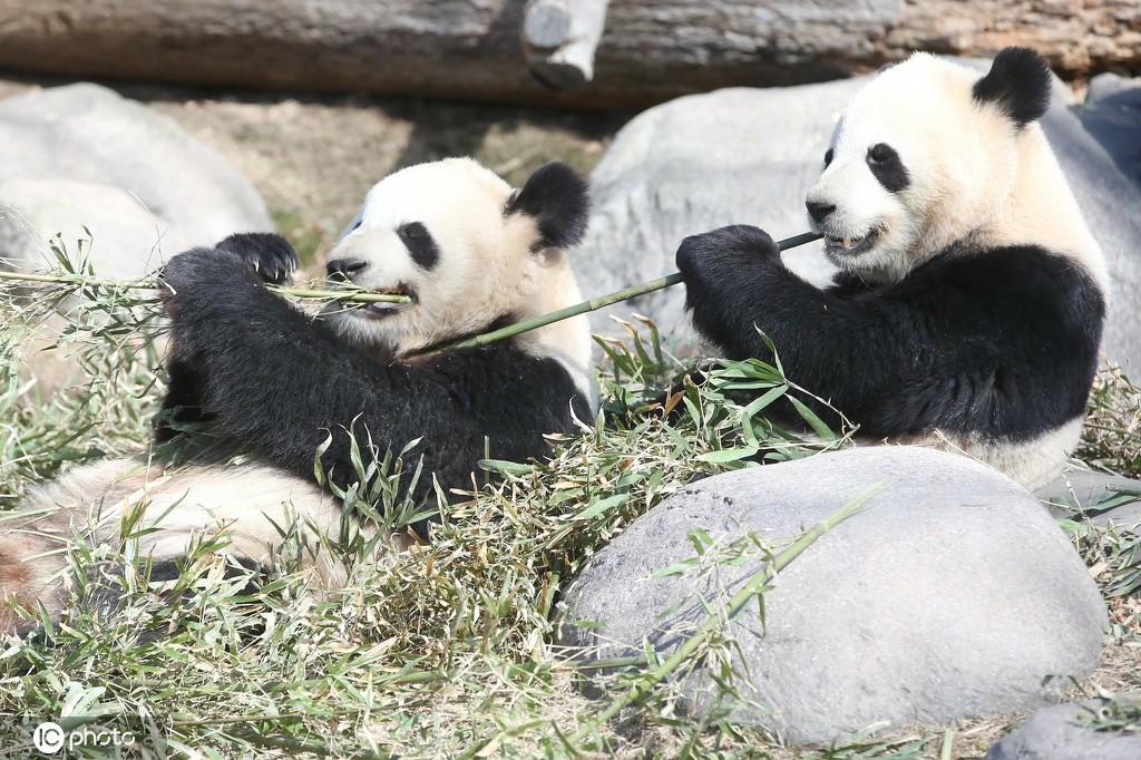 竹を美味しそうに頬張る「大毛（ダーマオ）」と「二順（アルシュン）」（寫真著作権は東方ICが所有のため転載禁止）。