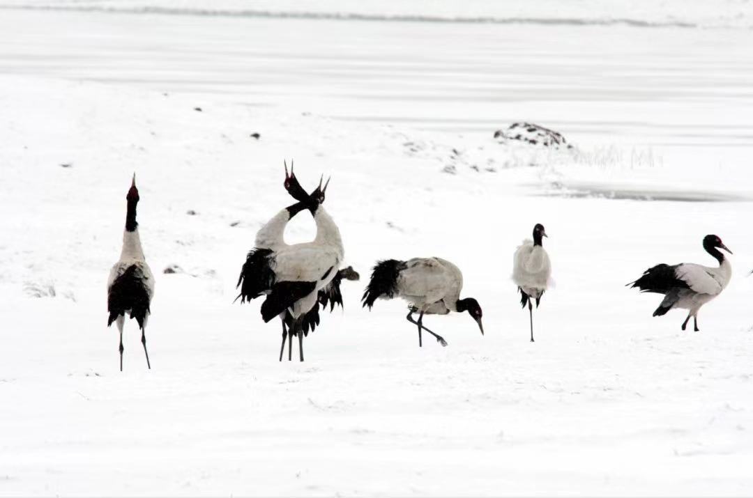 世界総數(shù)の6分の1占める1938羽！雲(yún)南大山の黒頸鶴が過(guò)去最多記録を更新