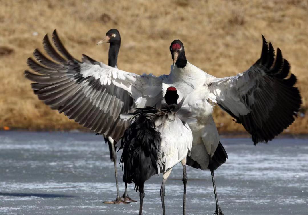 世界総數(shù)の6分の1占める1938羽！雲(yún)南大山の黒頸鶴が過去最多記録を更新
