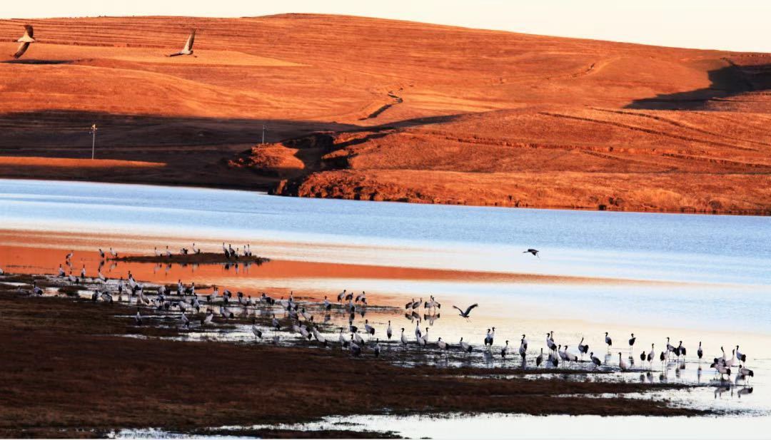 世界総數(shù)の6分の1占める1938羽！雲(yún)南大山の黒頸鶴が過去最多記録を更新