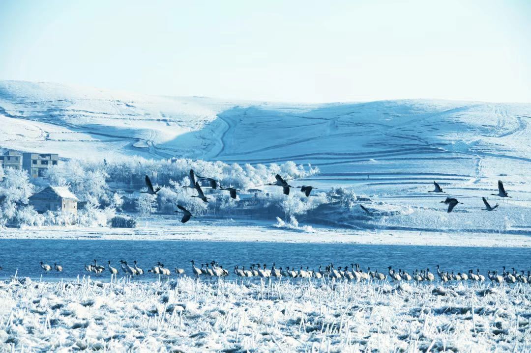 世界総數(shù)の6分の1占める1938羽！雲(yún)南大山の黒頸鶴が過去最多記録を更新