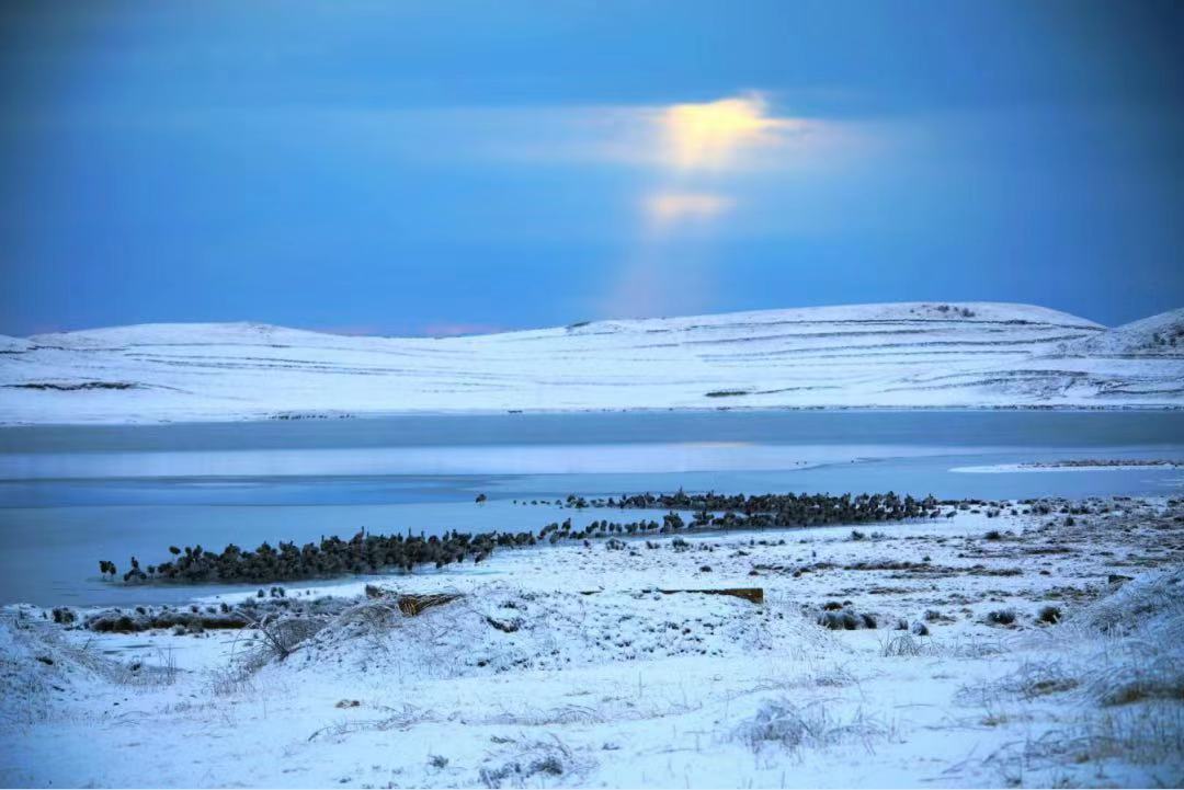世界総數(shù)の6分の1占める1938羽！雲(yún)南大山の黒頸鶴が過去最多記録を更新