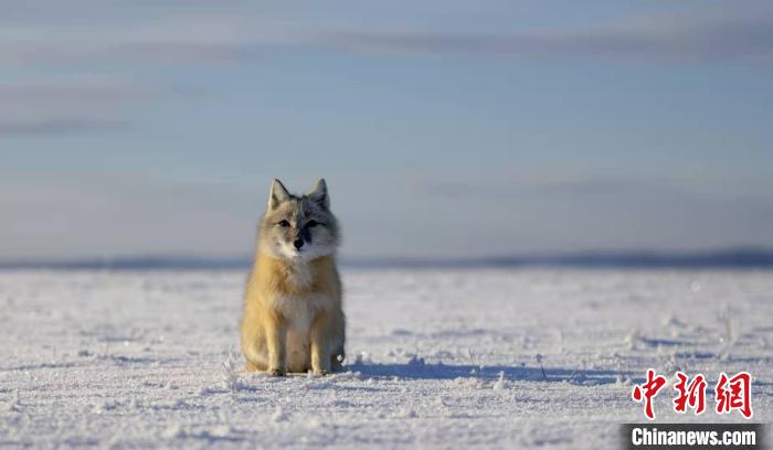 絶滅危懼種のコサックギツネ、內(nèi)モンゴルで発見