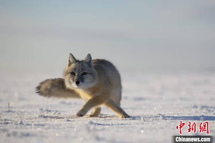 絶滅危懼種のコサックギツネ、內(nèi)モンゴルで発見