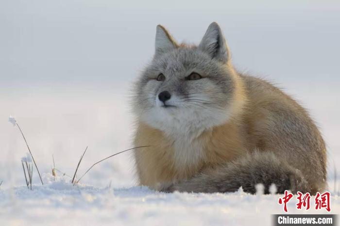 絶滅危懼種のコサックギツネ、內(nèi)モンゴルで発見