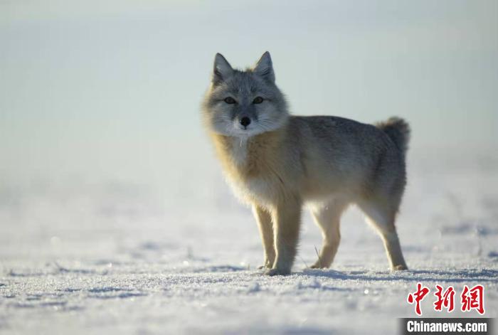 絶滅危懼種のコサックギツネ、內(nèi)モンゴルで発見