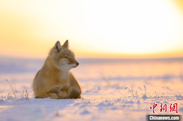 絶滅危懼種のコサックギツネ、內(nèi)モンゴルで発見(jiàn)