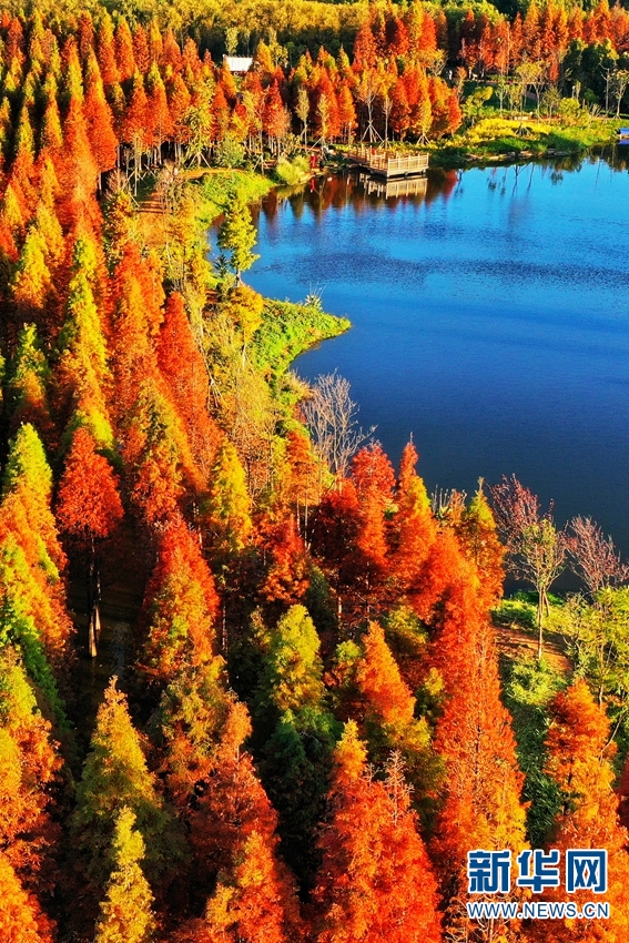 カラフルに色づいた木々が織りなす美しい景色広がる海洪濕地公園　雲(yún)南省昆明
