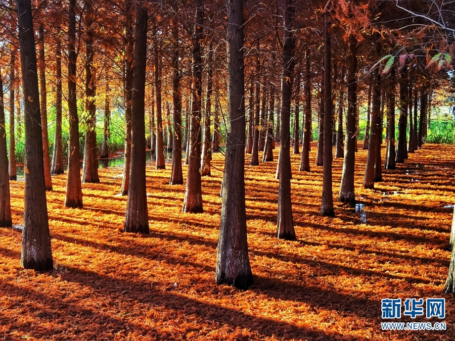 カラフルに色づいた木々が織りなす美しい景色広がる海洪濕地公園　雲(yún)南省昆明