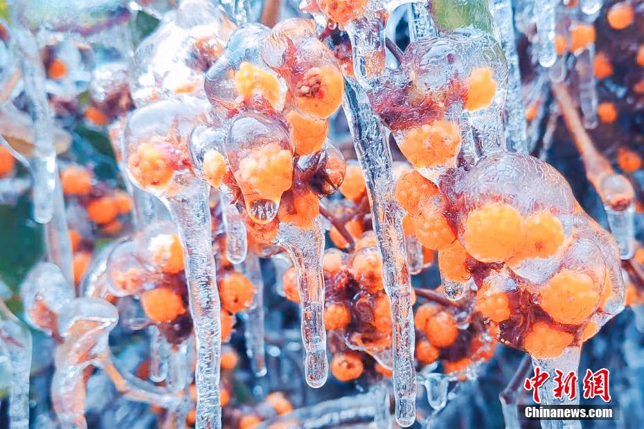 湖北五峰に美しい「雨氷」現(xiàn)象　山の植物を「急速冷凍」に