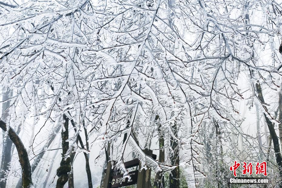 湖北五峰に美しい「雨氷」現(xiàn)象　山の植物を「急速冷凍」に