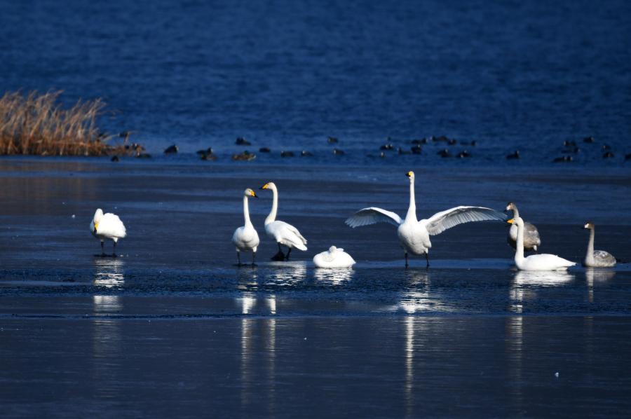 懐柔ダムを優(yōu)雅に舞う白鳥　北京