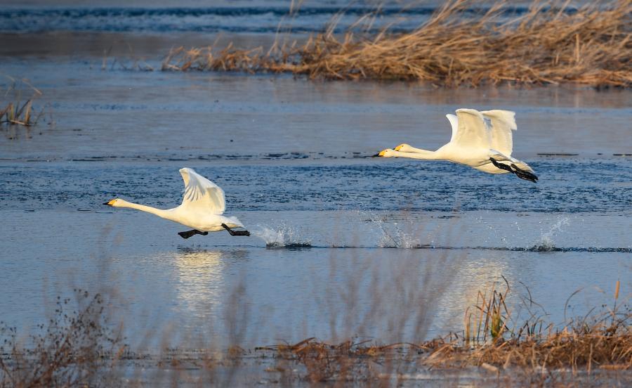 懐柔ダムを優(yōu)雅に舞う白鳥　北京