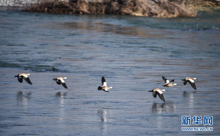 絵に描いたような冬の景色広がる千姿湖濕地公園　青海省