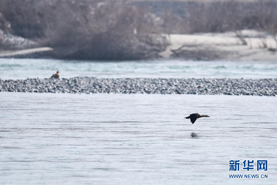 絵に描いたような冬の景色広がる千姿湖濕地公園　青海省
