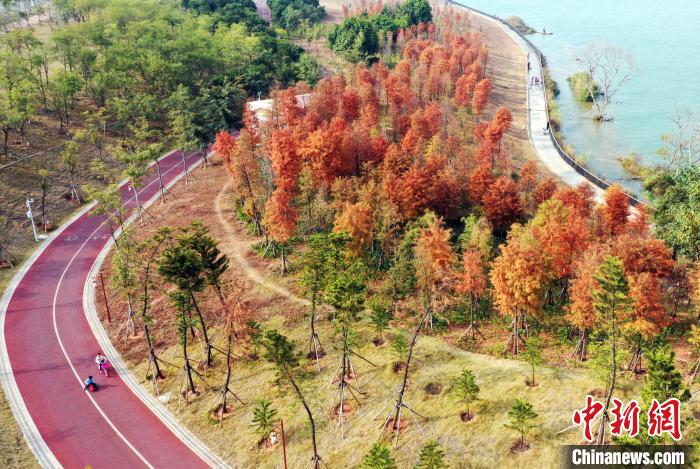 南寧邕江両岸に色づく美しいラクウショウ　広西