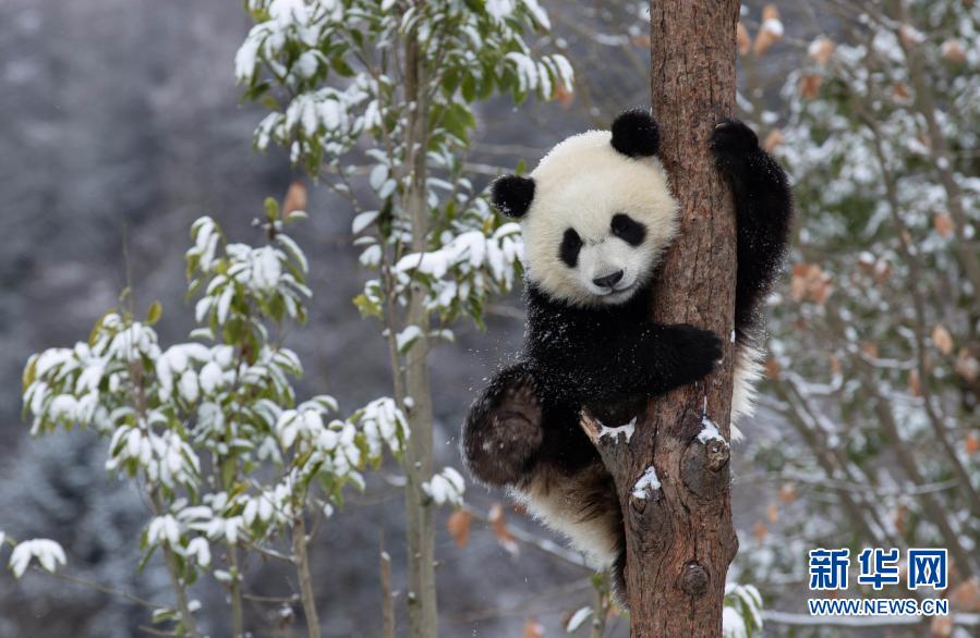 雪と戯れるパンダ　四川省成都