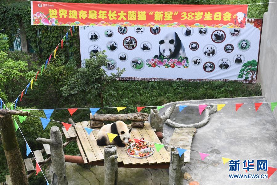 飼育パンダで世界最高齢となるパンダの「新星」、天國(guó)に旅立つ