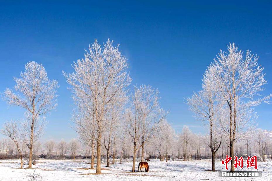 美しい霧氷広がる祁連山生態(tài)公園　青海省