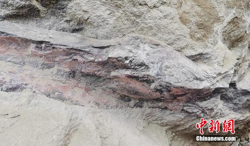 約1億6000萬(wàn)年前の恐竜の化石を発見　四川省自貢市