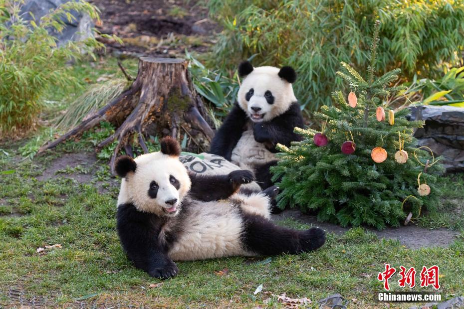 特製クリスマスツリーのお味はいかが？獨ベルリンのパンダファミリー