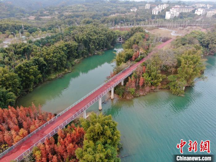 青く澄んだ柳江と美しいコントラストを構(gòu)成する冷杉（撮影?王以照）。