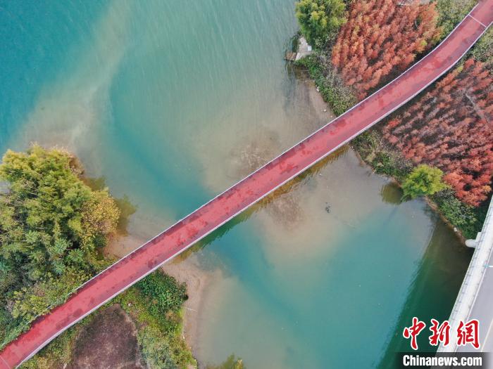 次第に赤く染まっていく冷杉、冬も変わらぬ美しさ広がる広西柳州